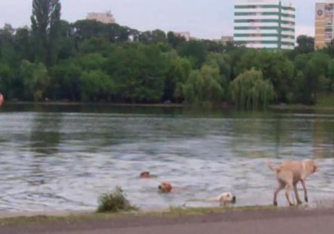 Lacul IOR a devenit "piscină" pentru câini