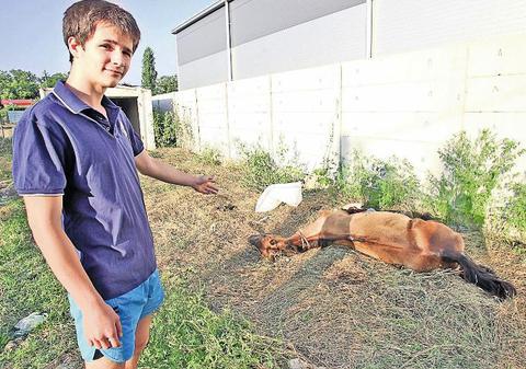 Video | "Scăpaţi-ne de calul ăsta mort!"