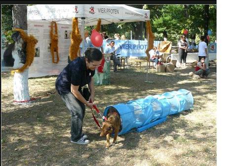 Maidanezii fac spectacol în Capitală
