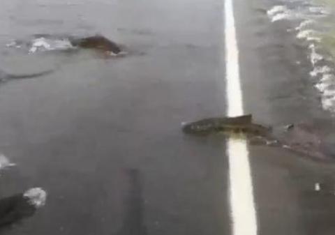 Atenţie, traversează peşti! Somonii trec strada în fugă | VIDEO