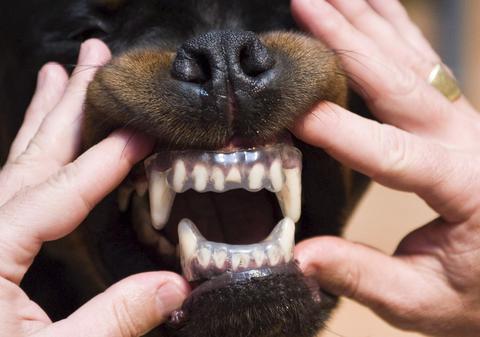 CUMPLIT! O femeie a fost ucisă de cei 25 de câini Rottweiler pe care îi creştea