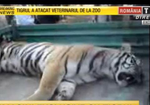 UPDATE | Tigrul evadat a atacat  un veterinar şi a fost ucis!