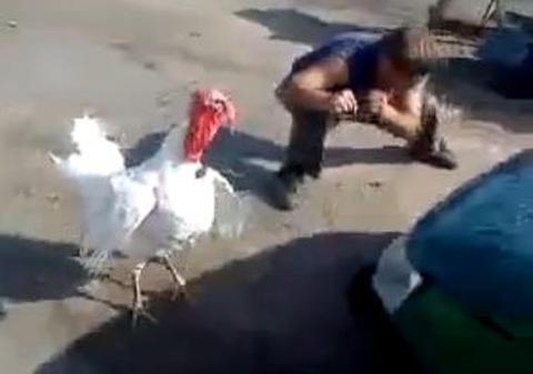 "A da în mintea cocoşului" nu mai înseamnă nimic! N-o să crezi ce se întâmplă când un om îşi pune mintea cu un curcan! | VIDEO DEMENŢIAL