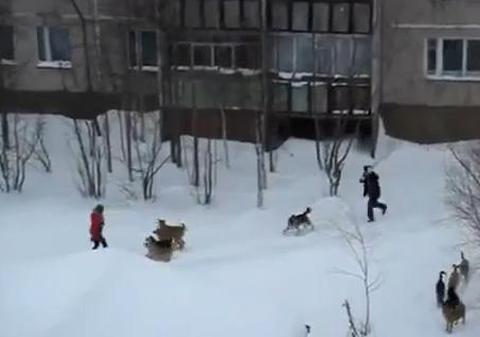 Momente dramatice! Un "SUPERMAN" cu măturoi salvează o tănără atacată de o haită de câini | VIDEO