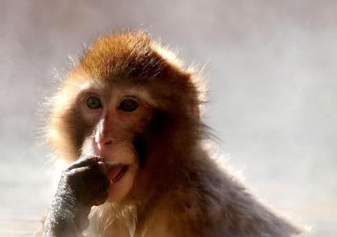 Pentru a face faţă gerului maimuţele sunt tratate cu vin fiert. Vezi cum se comportă!