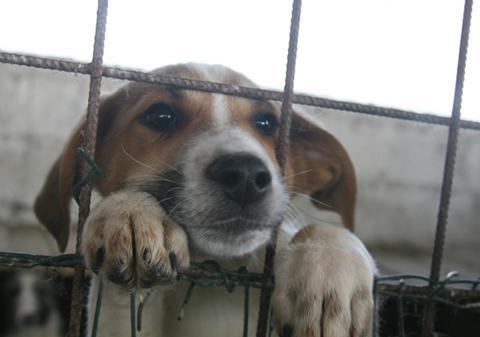 NUMAI CÂINII BOLNAVI INCURABIL vor putea fi eutanasiaţi! Legea a fost adoptată de Senat