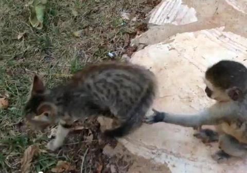 Confruntare ”pe viaţă şi pe moarte” între un pui de maimuţă şi unul de pisică. Vezi cum se termină! | VIDEO