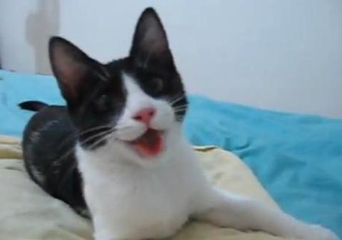 Pisica l-a învăţat să vorbească! Află povestea impresionantă a unui băieţel din Marea Britanie