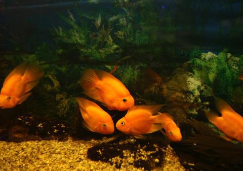 A căzut în acvariul peştilor din supermarket!