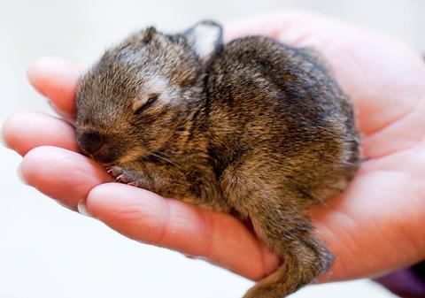 Cum să nu-l iubeşti?! Iepuraşul de Paşte care a topit planeta, cel mai norocos iepuraş din lume! 