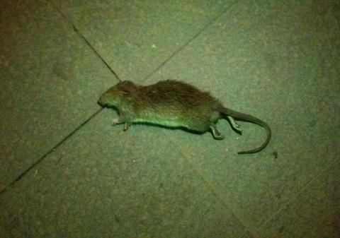 Uite peste ce arătări poţi să dai în Centrul Istoric al Capitalei!