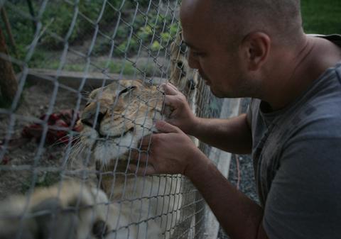 FOTO. Patru leoaice din Timişoara au luat drumul Africii
