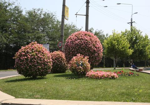 Au făcut mingi din flori şi le-au pus în intersecţiile Capitalei!