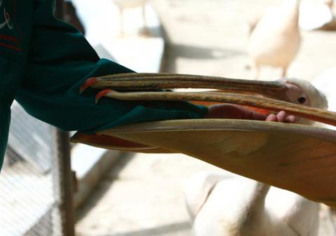 MĂCEL într-o grădină zoo! Nouă păsări cu capetele SMULSE şi alte zeci de animale DISPĂRUTE!