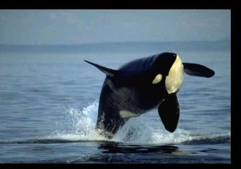 S-au speriat de moarte. O balenă a ţâşnit din apă lângă barca lor| VIDEO