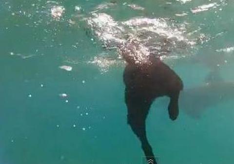 Ce prietenie frumoasă! Un labrador înoată alături de delfini! | VIDEO