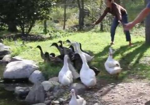 Să vezi şi să nu crezi! Ele sunt raţele care se tem de apă! | VIDEO