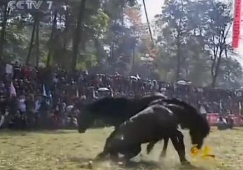 În China se fac pariuri pe lupte de cai! Uite cum se bat animalele! | VIDEO ŞOCANT