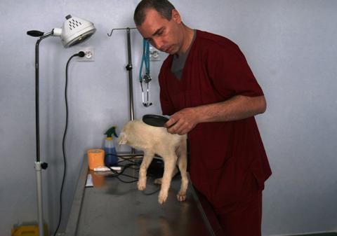 Află unde-ţi poţi STERILIZA GRATIS câinele!