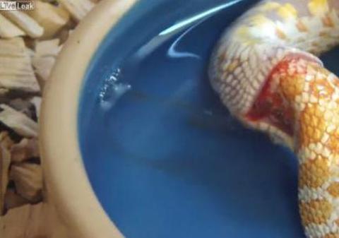 Pariem că aşa ceva NU AI MAI VĂZUT! Uite şarpele care se mănâncă de unul singur! | VIDEO