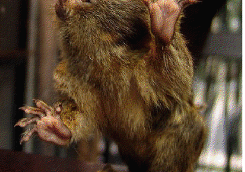 CELE MAI MICI MAIMUŢE DIN LUME, la Grădina Zoologică din BUCUREŞTI. Nu-i aşa că-s haioase?