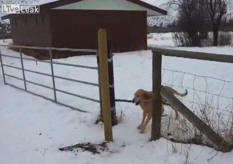 E ăsta cel mai PROST câine din lume? | VIDEO