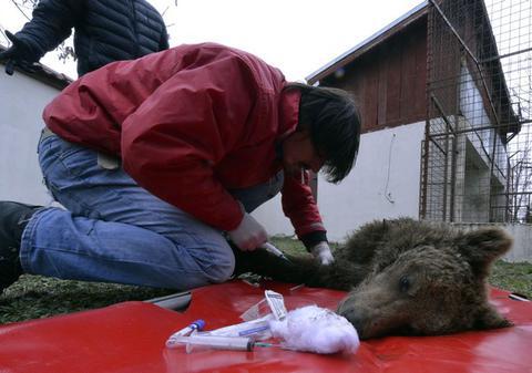 Cei 4 lei şi 2 urşi ai lui Nuţu Cămătaru au ajuns la Zoo Bucov | FOTO   