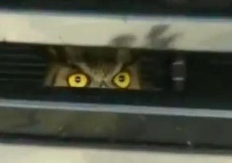 O bufniţă a rămas prizonieră în grilajul de la motorul unei maşini | VIDEO