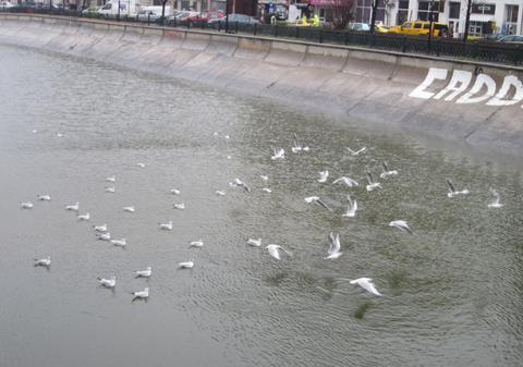 Spectacol oferit de pescăruşi în centrul Capitalei| FOTO