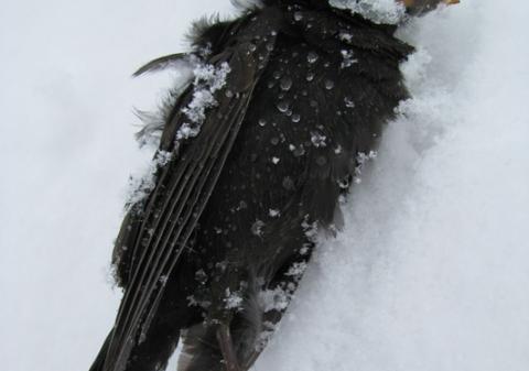 Zeci de grauri îngheţaţi în Suceava