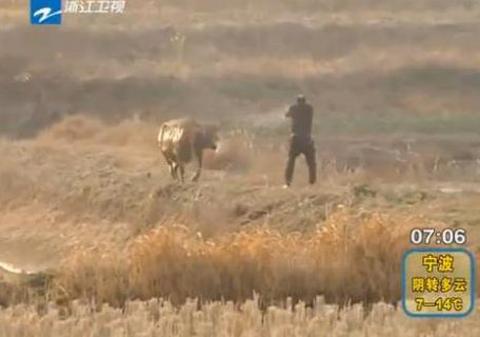 A împuşcat un TAUR de şapte ori şi ANIMALUL continua să îl atace! | VIDEO INCREDIBIL