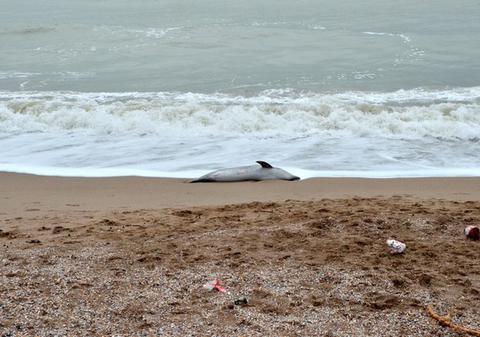 Delfin găsit mort pe plaja din Constanţa