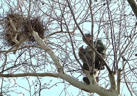 Spitalul Județean Suceava s-a ales cu plângere penală de la Garda de Mediu, pentru că a distrus mai multe cuiburi de ciori