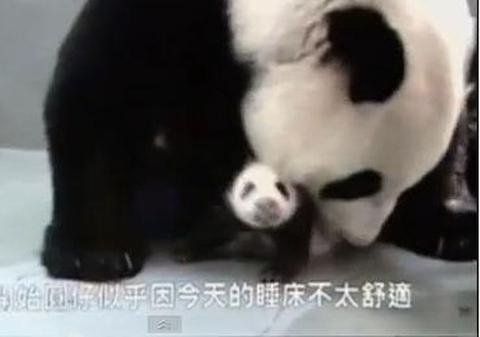 Imaginile acestea îţi vor face viaţa mai frumoasă. Vei simţi ce înseamnă cu adevărat iubirea după ce vei vedea cum se comportă o MAMĂ PANDA | VIDEO EMOŢIONANT
