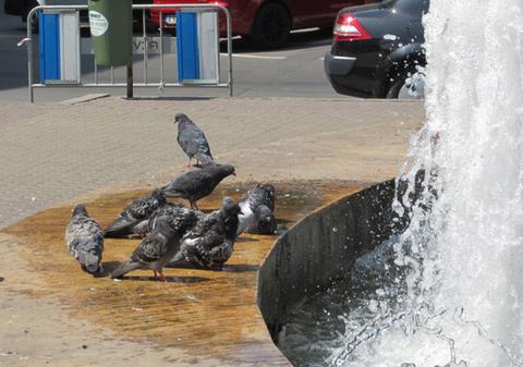 Porumbeii bucureşteni nu mai sunt călători, sunt scăldători! 