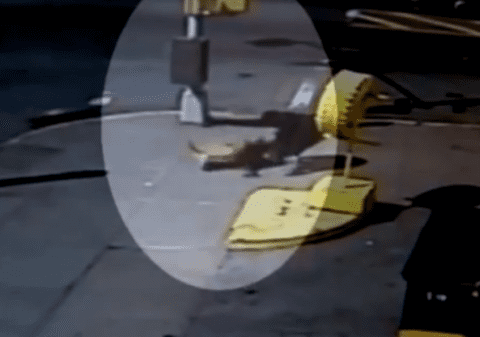 VIDEO ŞOCANT! Momentele în care un copil de 4 ani e ATACAT DE CÂINE