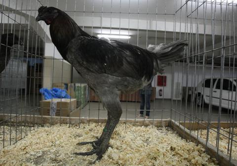 Ce GĂINI CIUDATE! Uite ce au adus crescătorii la o expoziţie din Capitală!| FOTO