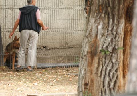 Amenzi de 2500 de lei pentru persoanele care adoptă câini şi îi lasă pe străzi