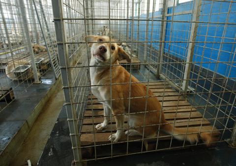 Undă verde pentru adopţii de câini la Mihăileşti!