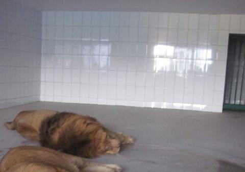 PERICOL la ZOO GALAŢI! Leii lui Nuţu Cămătaru au băgat spaima în îngrijitori FOTO