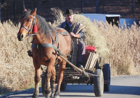 Guvernul vrea să pună RCA la căruțe
