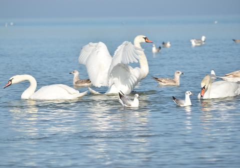 Constănţenii au ieşit la plajă să admire lebedele | FOTO
