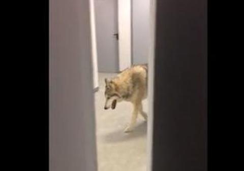 UN LUP A INTRAT ÎN HOTEL! O sportivă de la JO de la Soci A TRĂIT COŞMARUL VIEŢII. Fiara a fost filmată 18 secunde l VIDEO terifiant