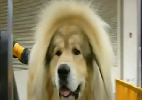 N-o să-ţi vină să crezi CÂTE MILIOANE DE DOLARI S-AU PLĂTIT PENTRU ACEST CÂINE. Un om de afaceri chinez şi-a permis luxul
