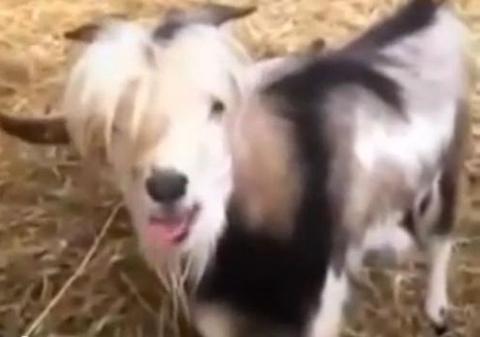 RAR ŢI-A FOST DAT SĂ RÂZI ÎN HALUL ÎN CARE O VEI FACE ACUM. Capra care imită găina te pune la pământ | VIDEO