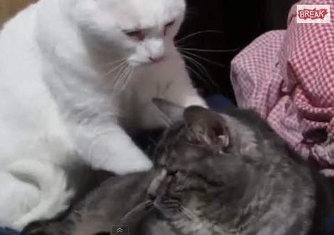 Masajul pisicesc care VA RUPE INTERNETUL. Un motan cade în extaz o altă felină îl frământă | VIDEO GENIAL