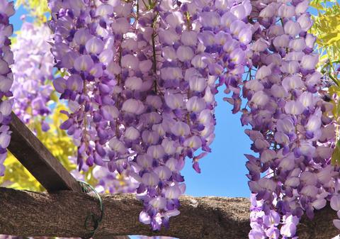 1,4 milioane de români îşi serbează onomastica de Florii. Ce nume se sărbătoresc astăzi