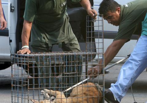 Hingherii vor merge să strângă maidanezi însoţiţi de poliţie!