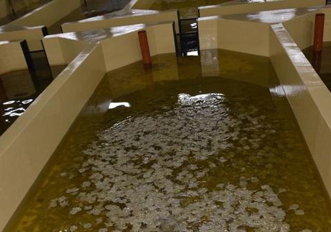 Grădiniţa de calcani! Singura fermă de acest fel din România funcţionează pe Litoral | FOTO