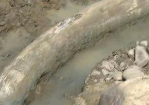 Un student a făcut o DESCOPERIRE INCREDIBILĂ în judeţul Dâmboviţa: Are 2 metri şi 250 de kilograme | VIDEO